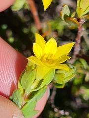 Gnidia juniperifolia