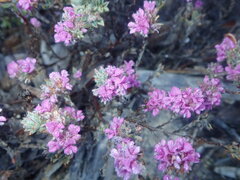 Indigofera glomerata