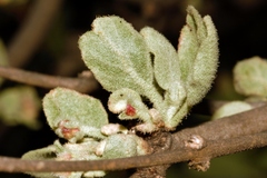 Erianthemum