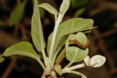 Erianthemum