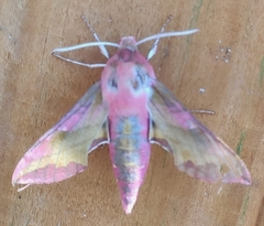 Deilephila porcellus