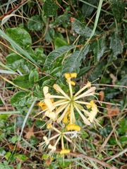 Lonicera periclymenum