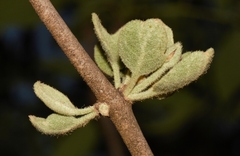 Erianthemum