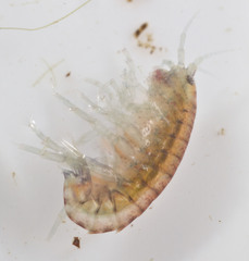 Hyalella
