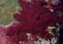 Dendronephthya hemprichi