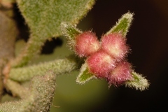 Erianthemum