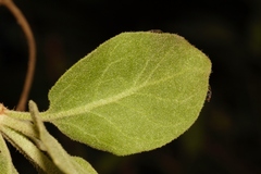 Erianthemum