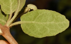 Erianthemum