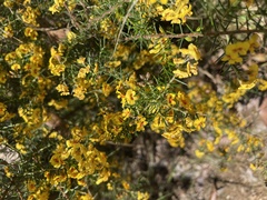 Dillwynia juniperina