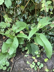 Symphytum officinale