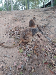 Petrogale mareeba
