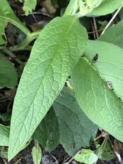 Symphytum officinale