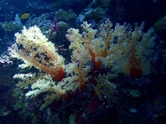 Dendronephthya hemprichi