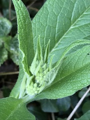 Symphytum officinale