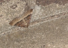 Larentia clavaria