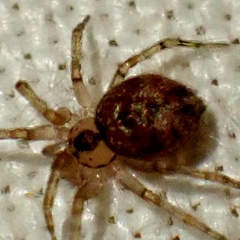 Oecobius navus