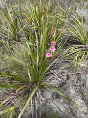 Watsonia borbonica