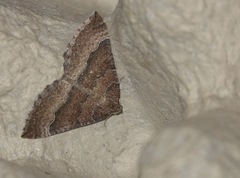 Larentia clavaria