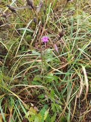 Cirsium arvense integrifolium
