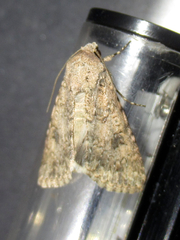 Anarta trifolii