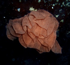 Hexabranchus sanguineus