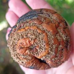 Monilinia fructigena