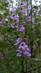 Prostanthera melissifolia