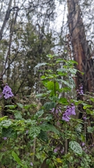 Prostanthera melissifolia