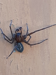 Amaurobius