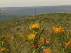 Leucospermum cuneiforme