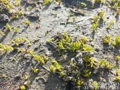 Disphyma crassifolium