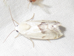 Ponometia acutus