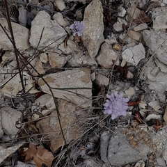 Cephalaria transsylvanica