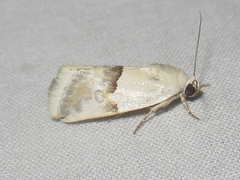 Ponometia acutus