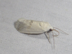 Ponometia acutus