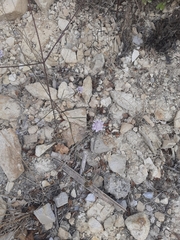 Cephalaria transsylvanica