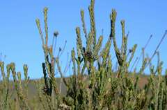 Leucadendron thymifolium