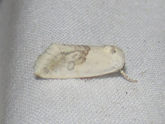 Ponometia acutus