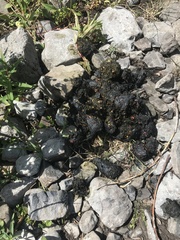 Ursus arctos horribilis