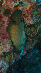 Rypticus saponaceus