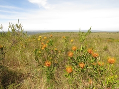 Leucospermum cuneiforme
