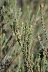 Leucadendron thymifolium