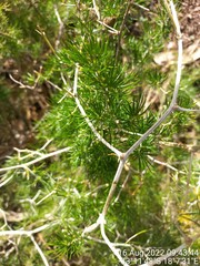 Asparagus lignosus
