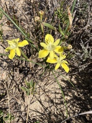 Moraea bituminosa