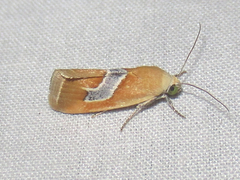 Ponometia venustula