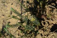 Phylica plumosa
