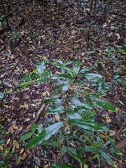 Atractocarpus chartaceus