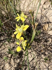 Moraea bituminosa