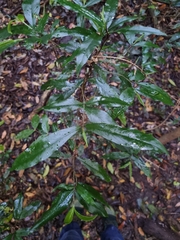 Atractocarpus chartaceus