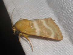 Schinia miniana